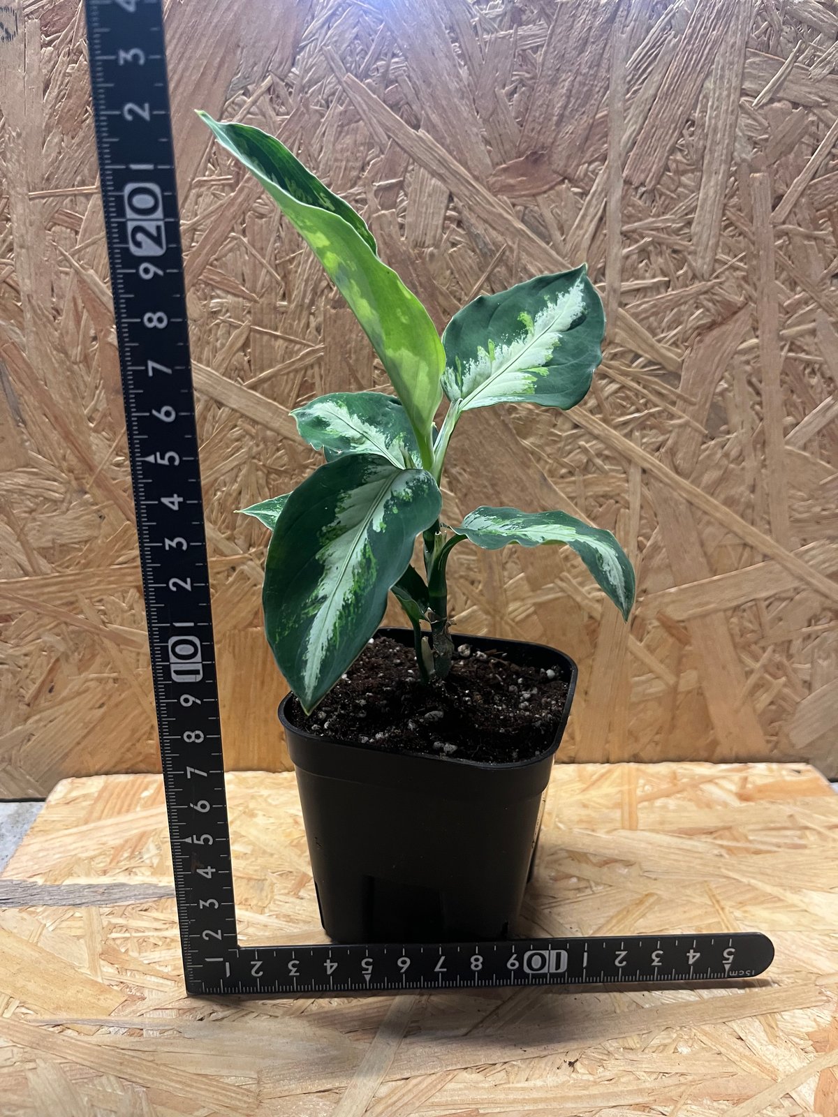 アグラオネマ ピクタム トリカラー | GREEN LUCK