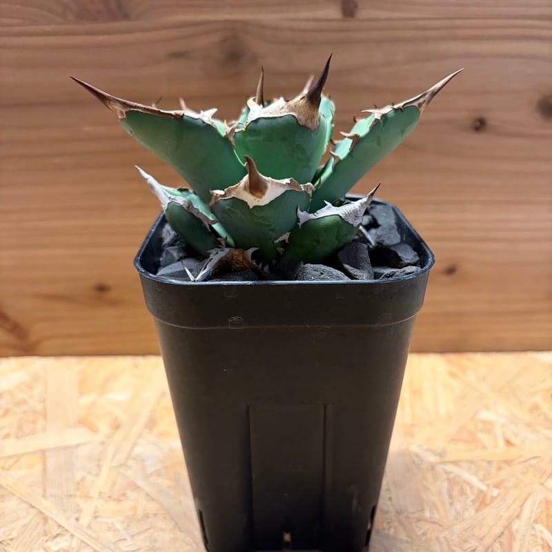 アガベ チタノタ '白犀牛' | GREEN LUCK