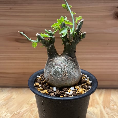 スピノーサ | STORES