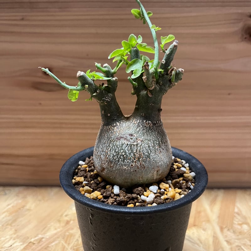 アデニア スピノーサ | GREEN LUCK