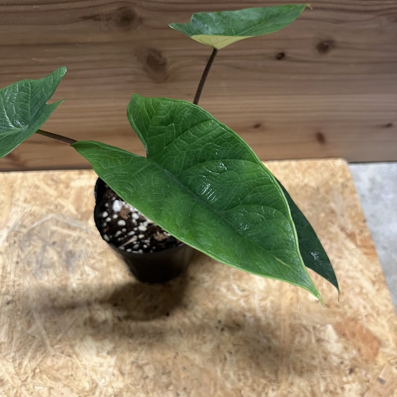 アロカシア スカルプラム | GREEN LUCK