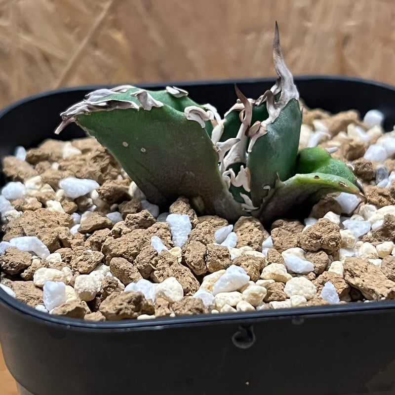 アガベ　チタノタ　金鯨　検　ブツブツ　冰雹　真麻花龍　皇冠　白鯨　黒鯨 2025年最新】アガベ 金鯨の人気アイテム - メルカリ