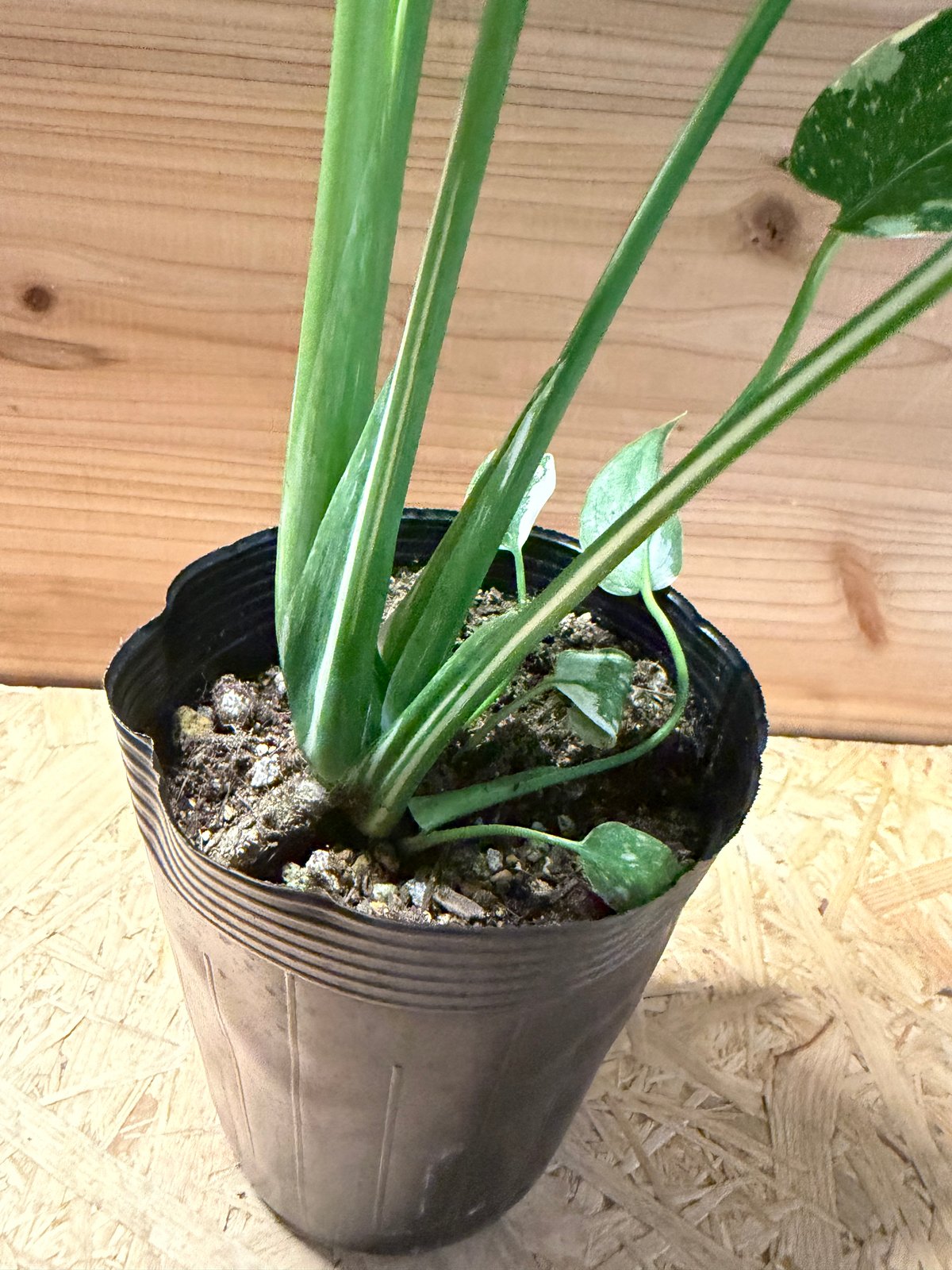 みほ⭐️未使用品はお値引き不可⭐️ モンステラデリシオーサ の検討 モンステラ デリシオーサ タイコンステレーション | GREEN LUCK