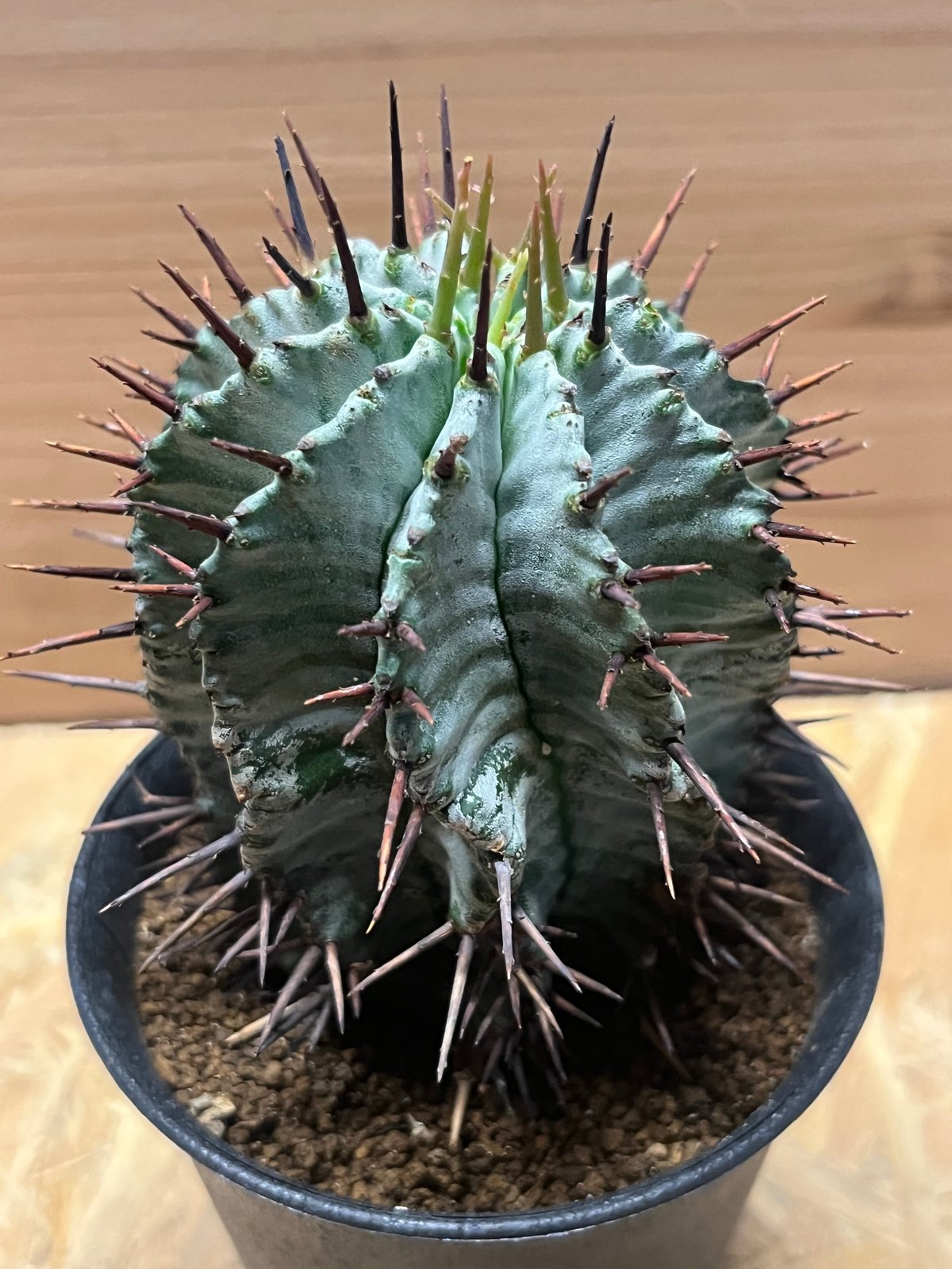 ユーフォルビア ホリダ | GREEN LUCK