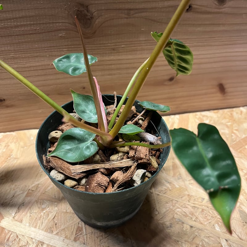 フィロデンドロン ビレッティアエ | GREEN LUCK