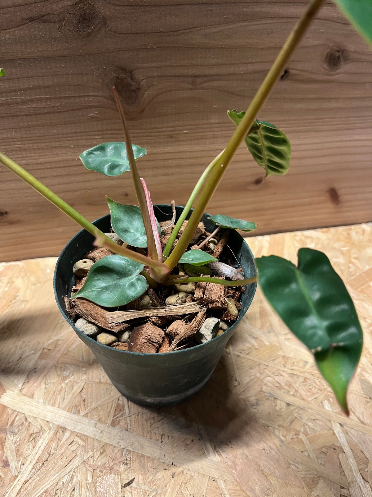 フィロデンドロン ビレッティアエ | GREEN LUCK