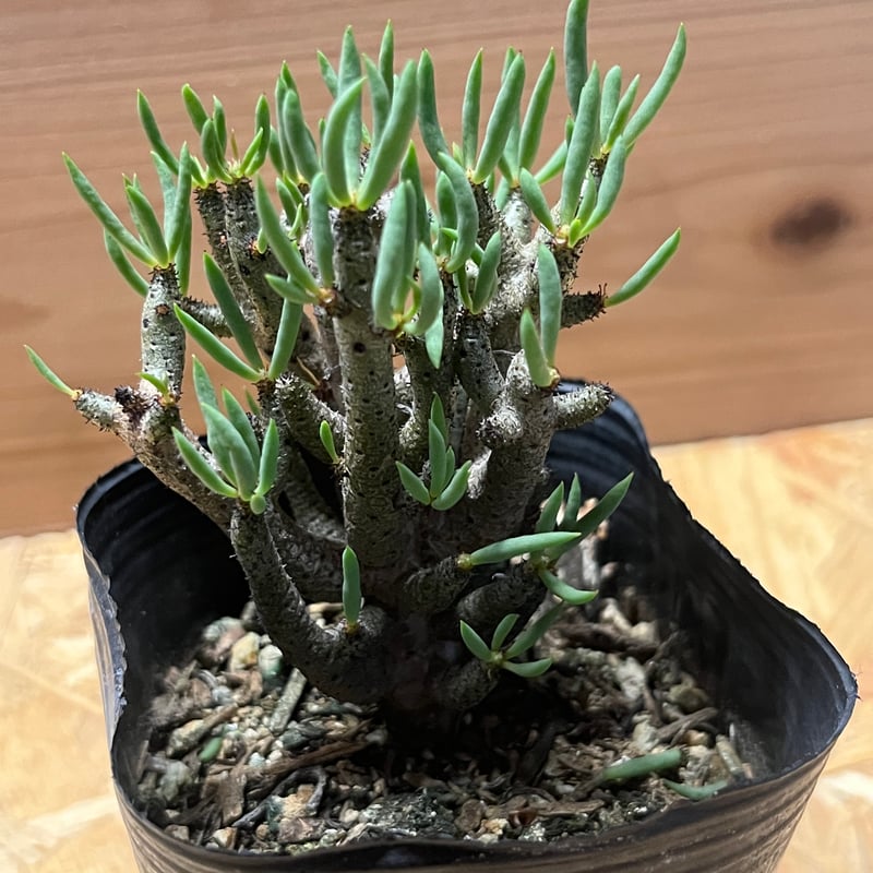 チレコドン ブッコルジアヌス | GREEN LUCK