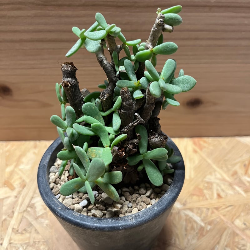 ケラリア・ピグマエア ケラリア ピグマエア | mana's farm:塊根植物・アガベ・ドライガーデン