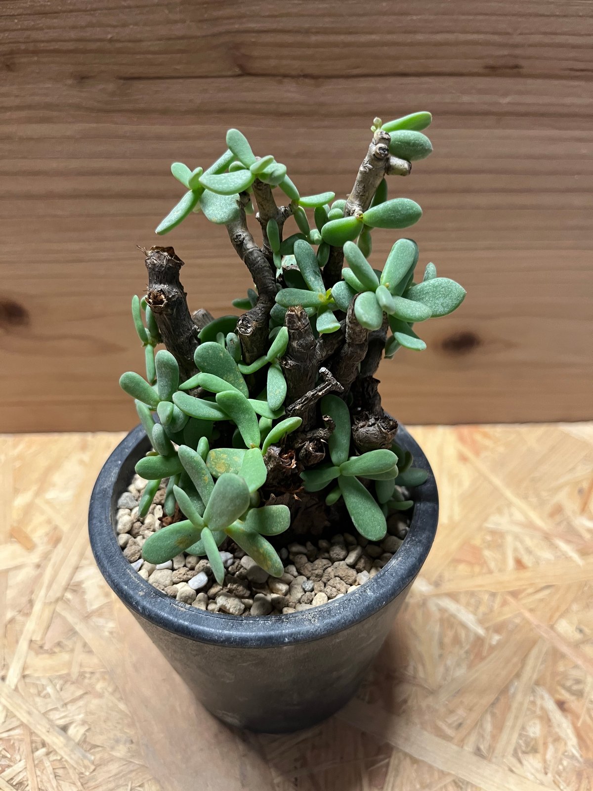 ケラリア ピグマエア | GREEN LUCK