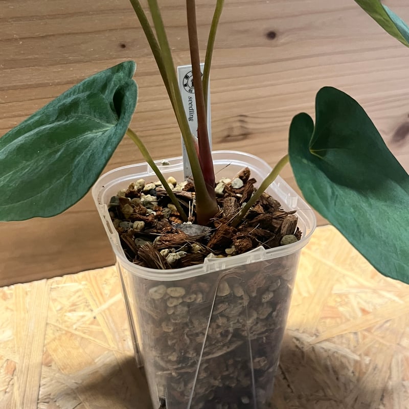 アンスリウム　パピリラミナム×RL アンスリウム・パピリラミナム 斑入り x パピリラミナム