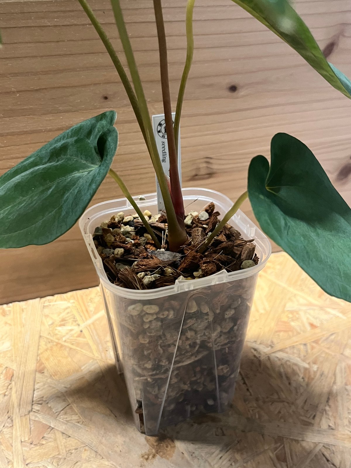 アンスリウム　パピリラミナム アンスリウム パピリラミナムの育て方と購入方法について