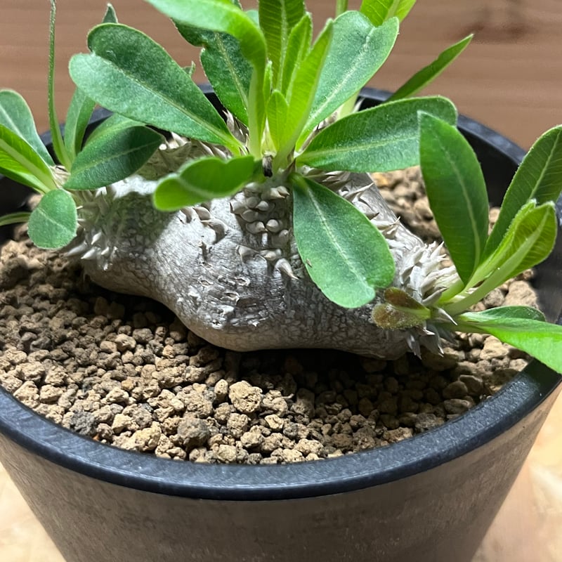 パキポディウム 恵比寿笑い | GREEN LUCK