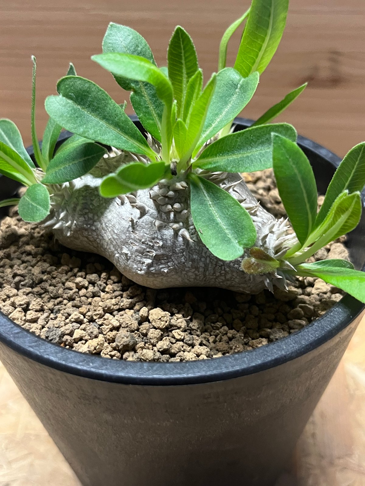 パキポディウム 恵比寿笑い | GREEN LUCK