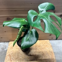 な*す様 在庫1株のみ【超希少】アンスリウム・ペダトラディアツム☆# アンスリウム ペダトラディアツム | GREEN LUCK