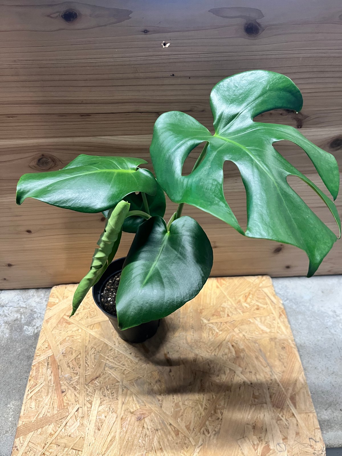 モンステラ デリシオーサ 実生選抜 | GREEN LUCK