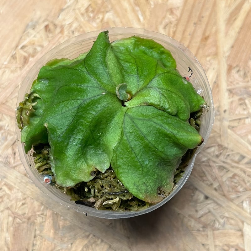 ビカクシダ リドレイ | GREEN LUCK