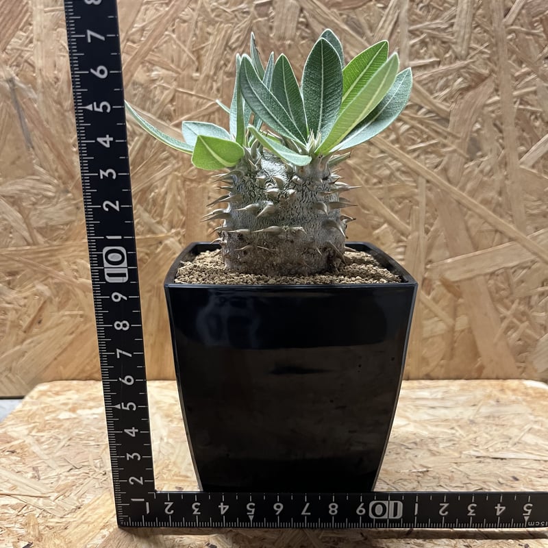 パキポディウム 恵比寿大黒 | GREEN LUCK