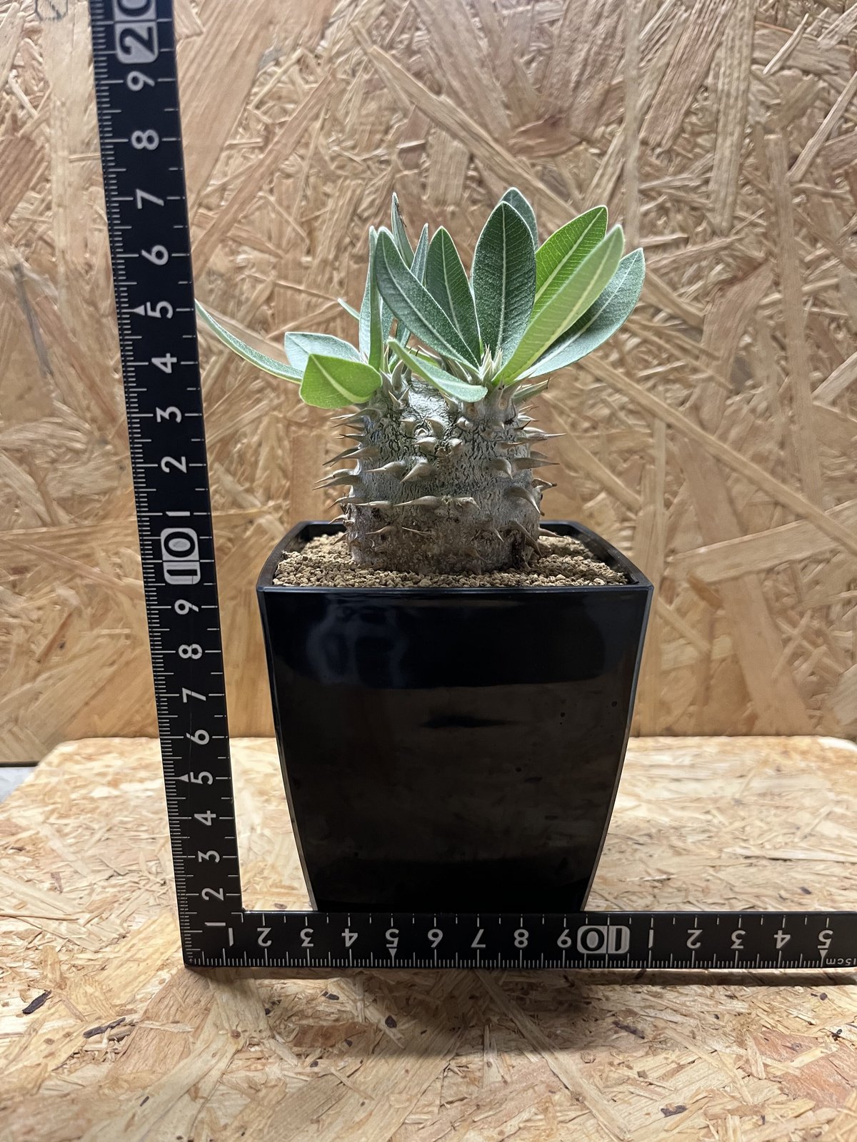 パキポディウム 恵比寿大黒 | GREEN LUCK