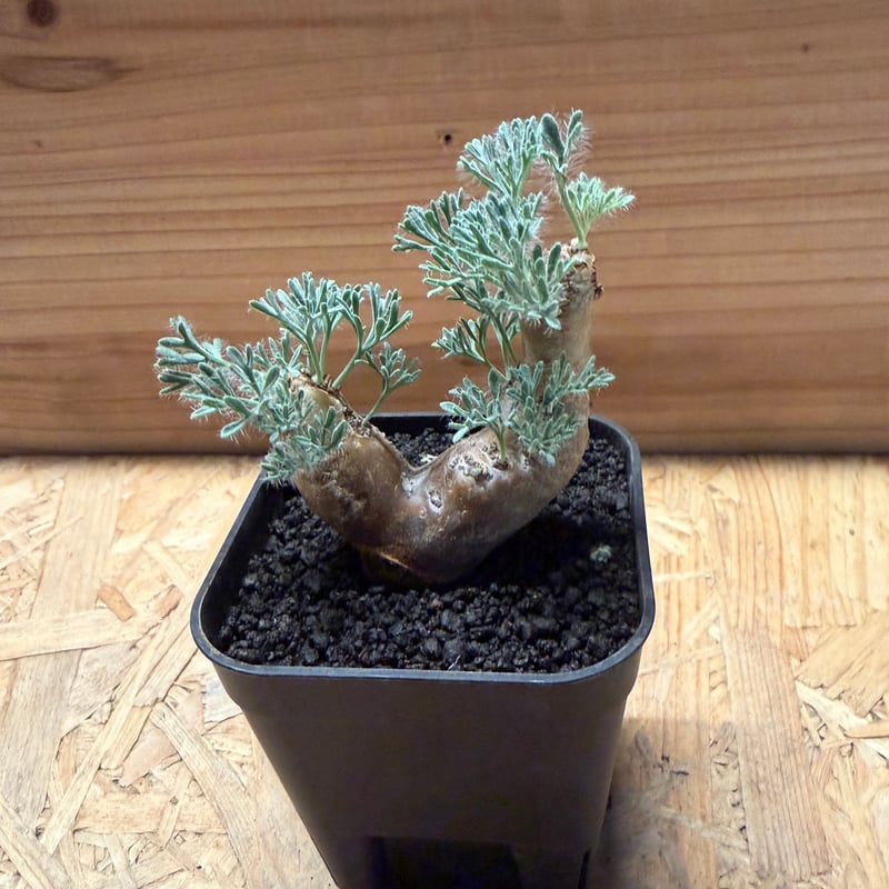 モンソニア ムルチフィダ | GREEN LUCK