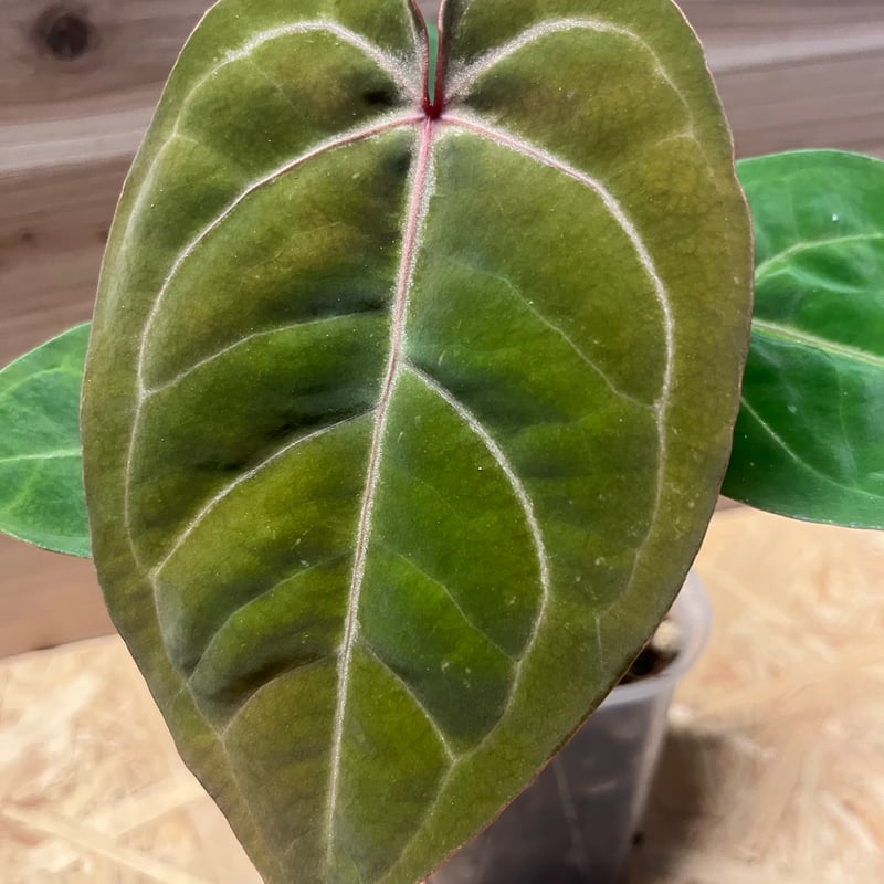 アンスリウム ホフマニー レッドサイナス（インドネシア） | GREEN LUCK