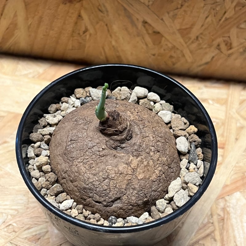 ステファニア　エレクタ ステファニア エレクタ Stephania erecta | mana's farm:塊根植物