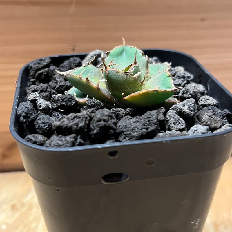 アガベ　チャム　chum イラン株 アガベ チタノタ Chum | ThaiPlanTs