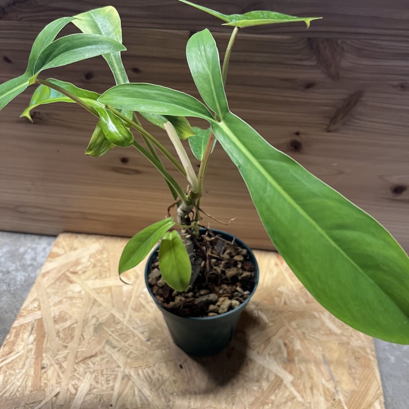 Philodendron heterocraspedon　フィロデンドロン Philodendron Heterocraspedon | Welovetropicalplants