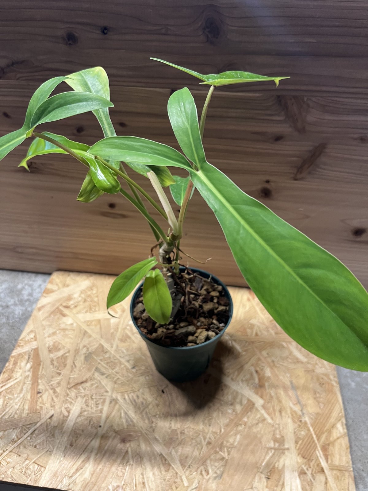 フィロデンドロン 69686 | GREEN LUCK