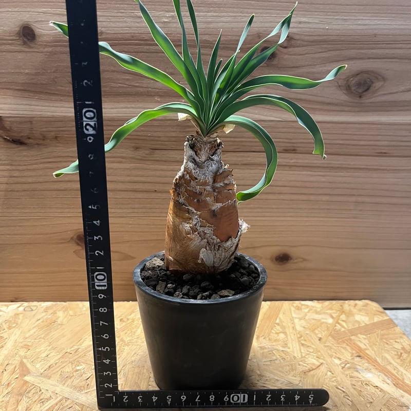 ご*！様 ブーファン ディスティチャ ブーファン ディスティチャ | GREEN LUCK