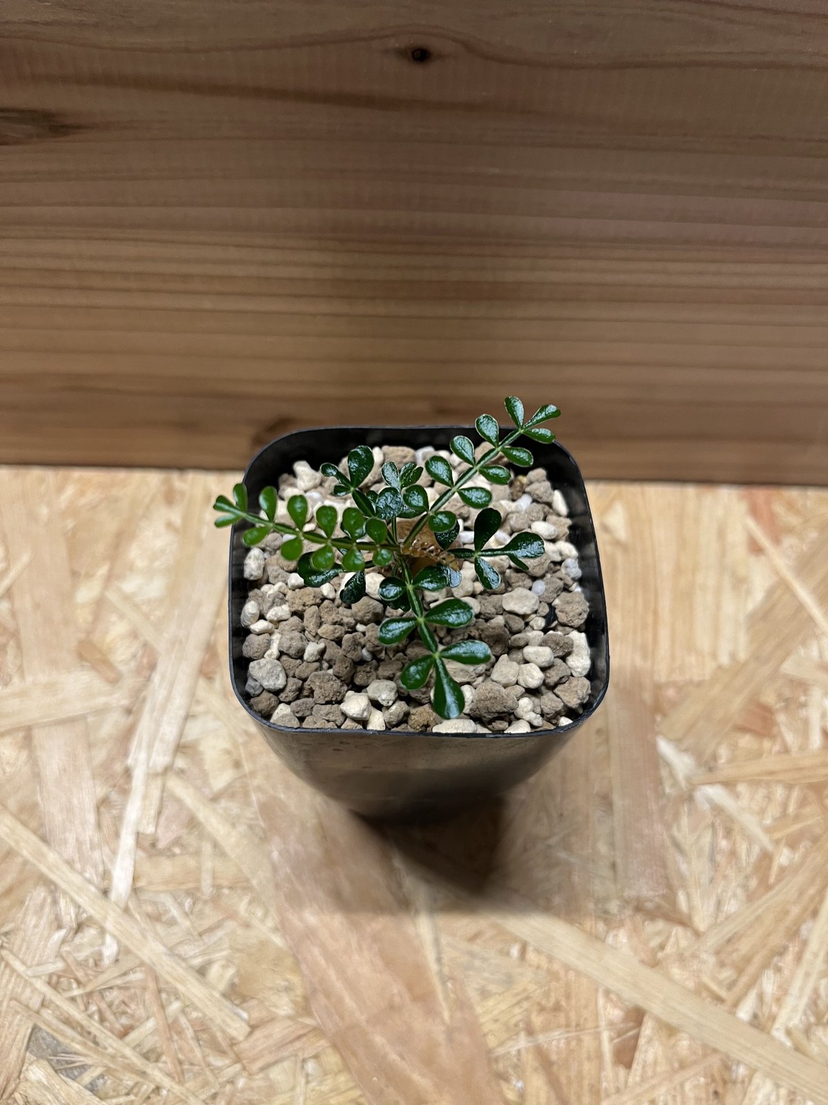 オペルクリカリア パキプス 根差し | GREEN LUCK