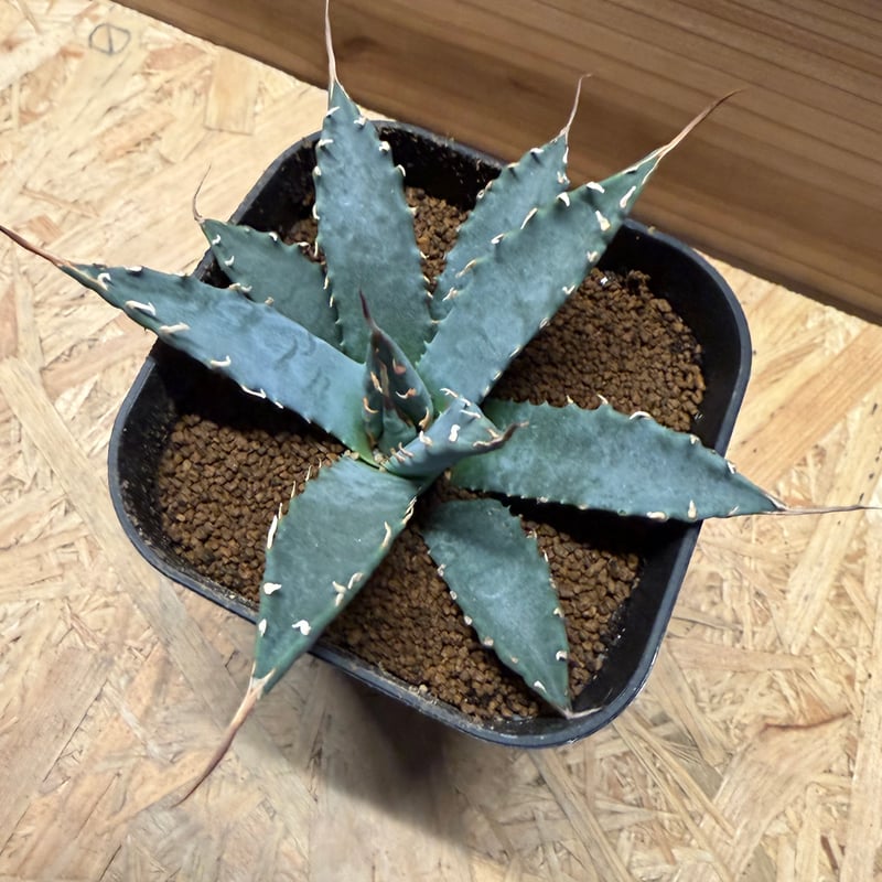 アガベ ユタエンシス エボリスピナ | GREEN LUCK