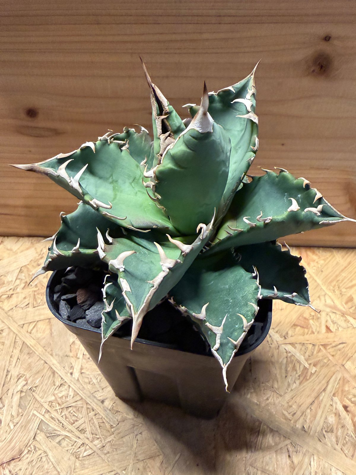 アガベ　 ポートエデン〜318狂刺〜 アガベ チタノタ '狂刺318' | GREEN LUCK