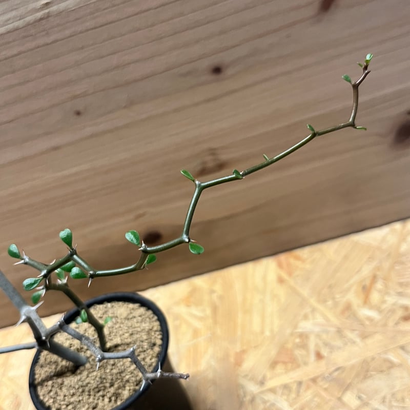 デカリア マダガスカリエンシス ジグザグの木 | GREEN LUCK