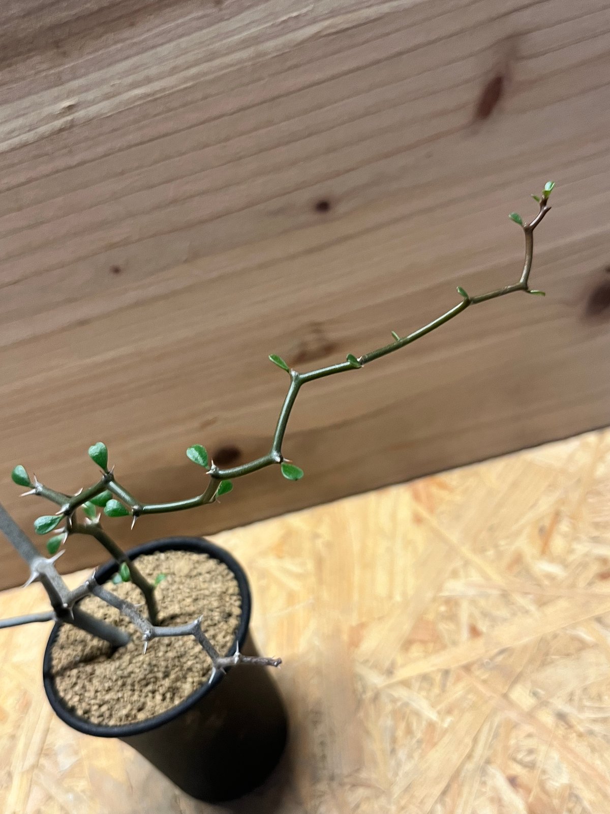 デカリア マダガスカリエンシス ジグザグの木 | GREEN LUCK