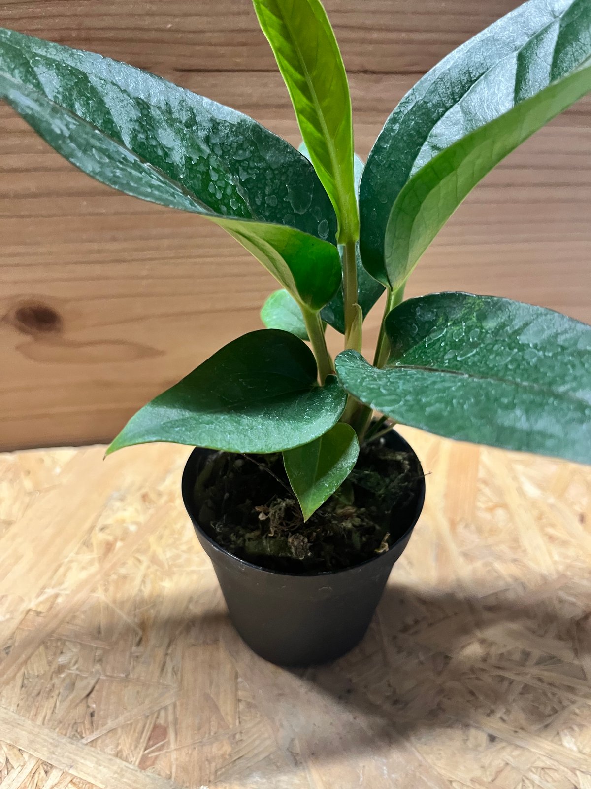 アンスリウム フーケリー 'ブラックドラゴン' | GREEN LUCK