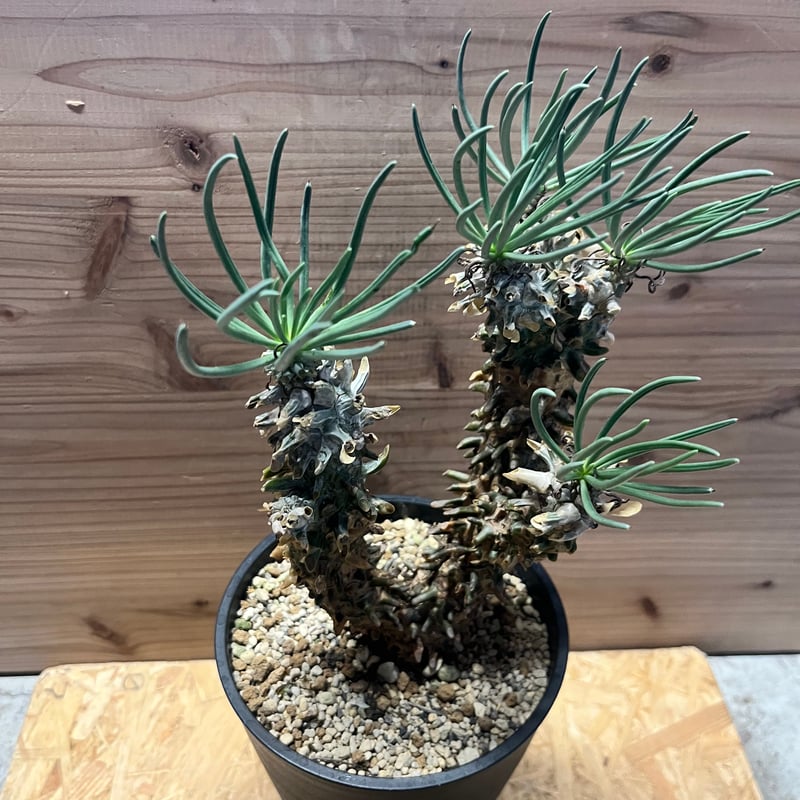 チレコドン ワリチー | GREEN LUCK