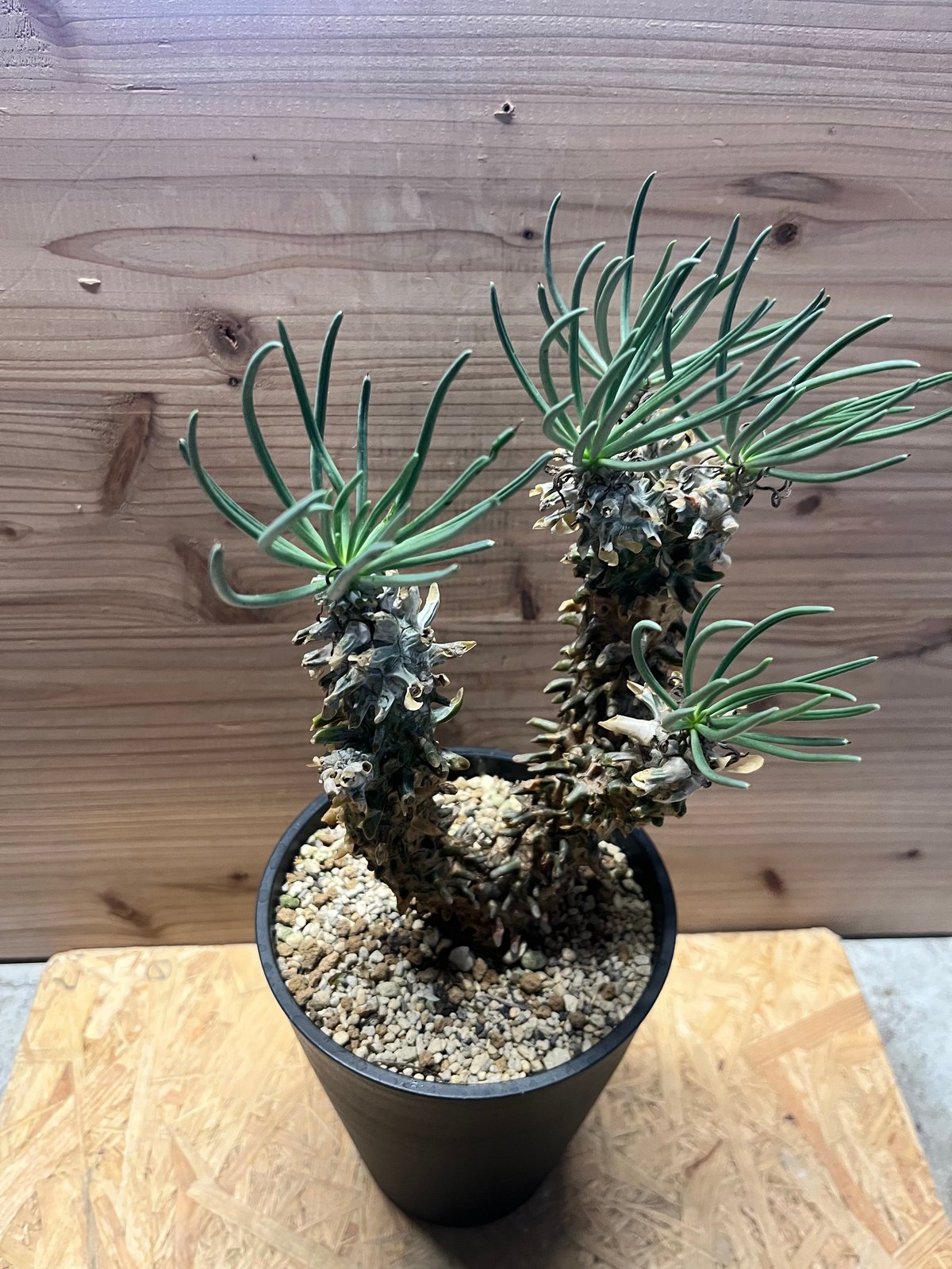 チレコドン※ワリチー チレコドン ワリチー | GREEN LUCK