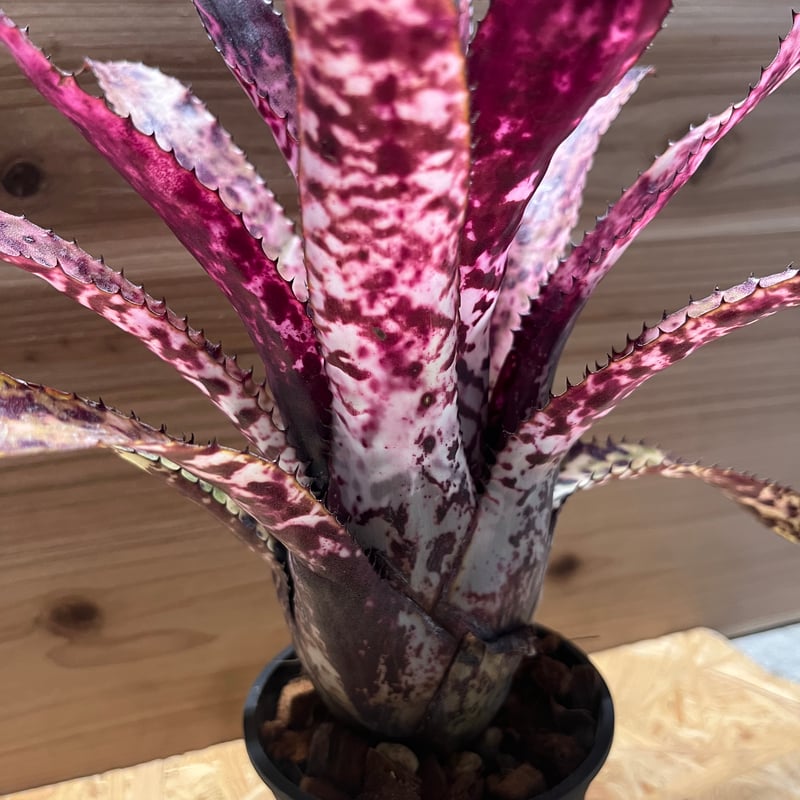 エクメア　オーランディアナ 楽天市場】(現品) エクメア オーランディアナ 'ブラック' (No