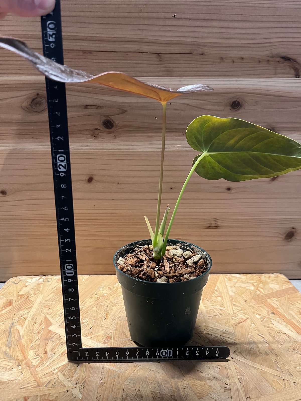 〇ポットごと♡チャンべルラニアタム ロムズレッド♡アンスリウム♡希少♡観葉植物 チャンべルラニアタム ロムズレッド 希少 アンスリウム 観葉植物