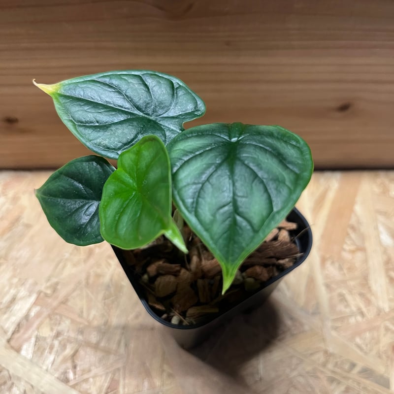 アロカシア ドラゴンスケール | GREEN LUCK