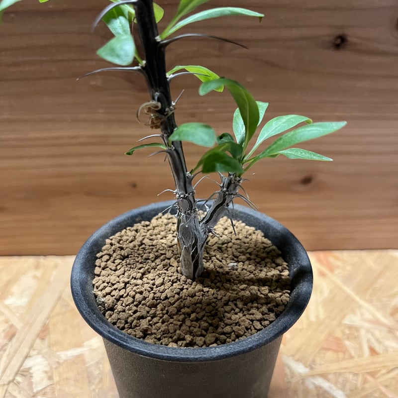 フォークイエリア スプレンデンス | GREEN LUCK