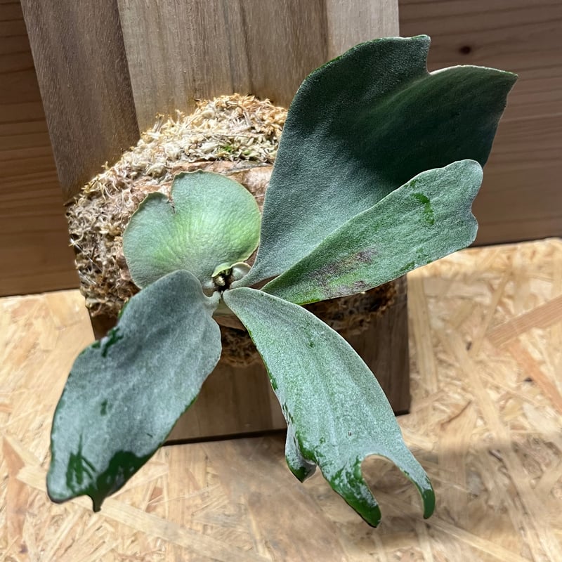 ビカクシダ sp. マジュスポ HK スポア | GREEN LUCK