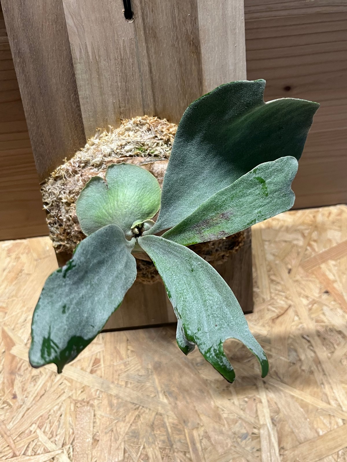 p.sp (majusmix)マジュスポ fit=scale-down,w=1200