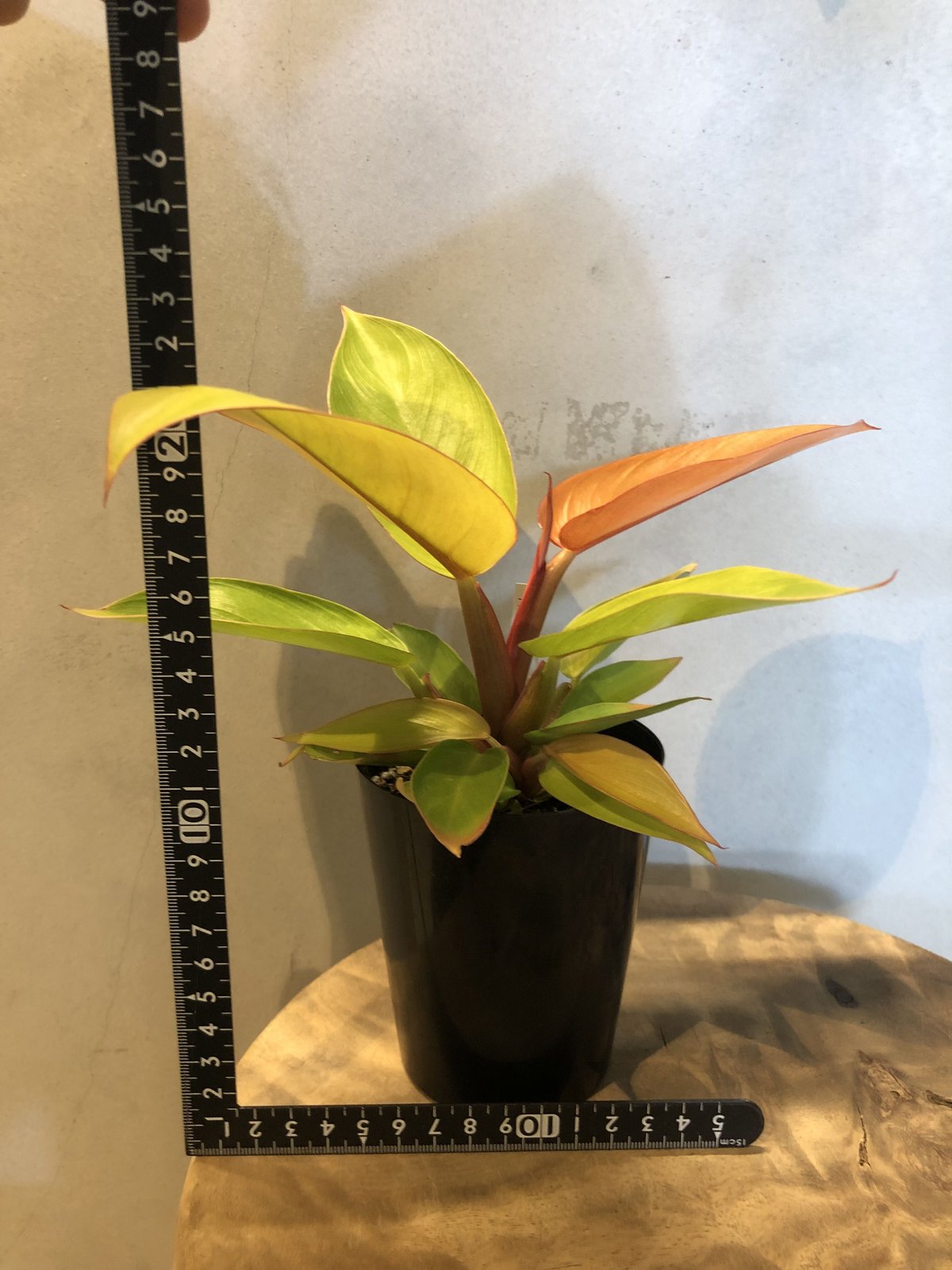 フィロデンドロン プリンスオブオレンジ | GREEN LUCK