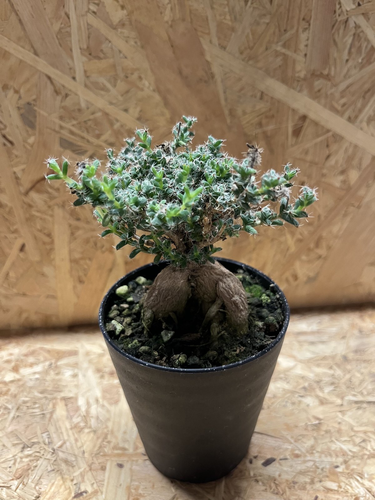 トリコディアデマ ブルボスム 姫紅小松 | GREEN LUCK