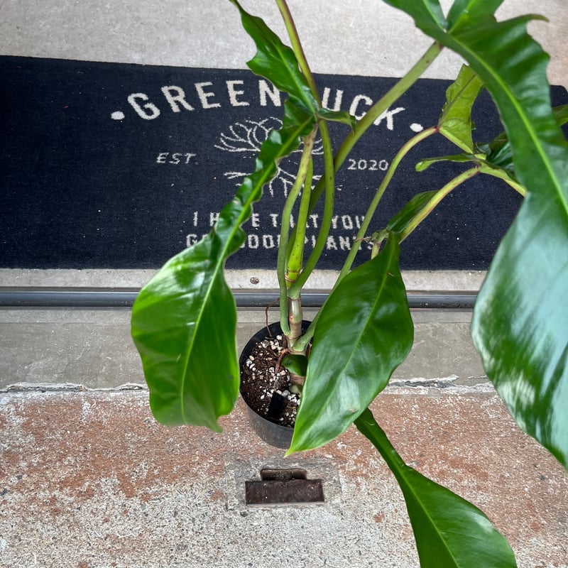 フィロデンドロン ジョーピー （ムーネニー） | GREEN LUCK