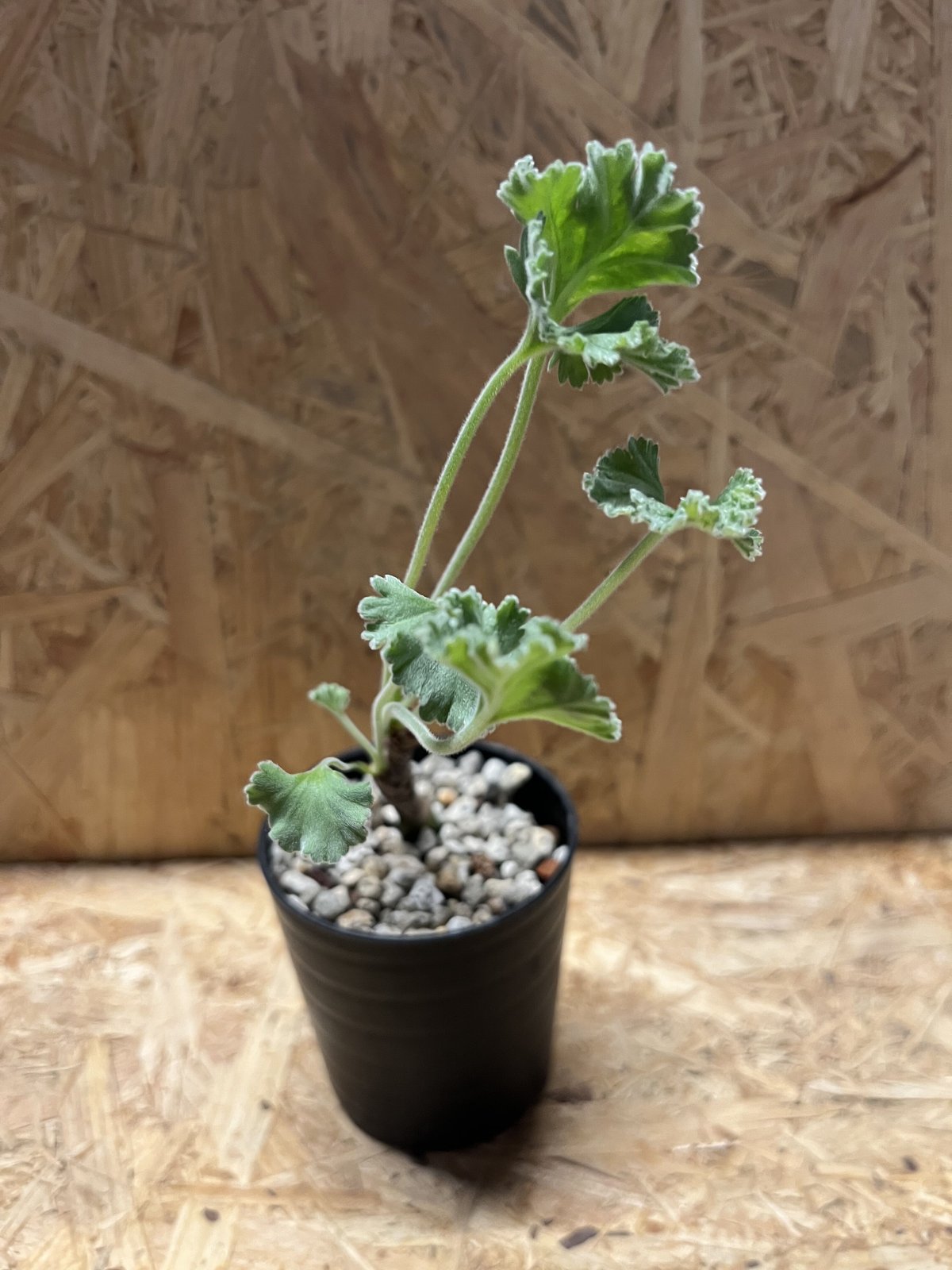 ペラルゴニウムミラ DIY・工具・ガーデン あさ丸様ペラルゴニウムミラ