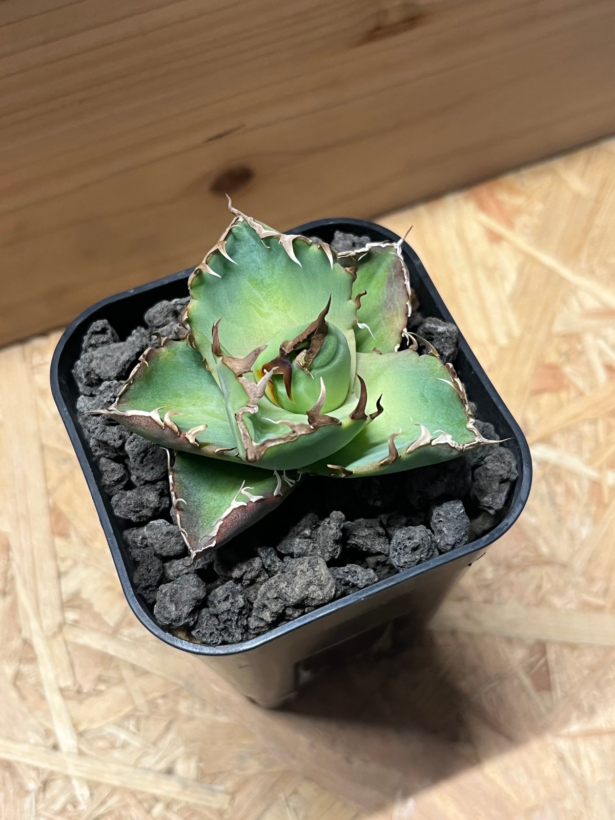 アガベ チタノタ '螃蟹' | GREEN LUCK