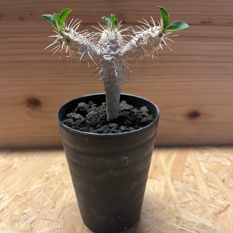 ユーフォルビアギラウミニアナ | STORES