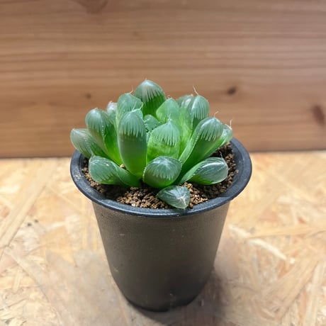 ハオルチア | STORES